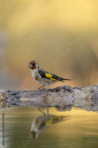 European Goldfinch (Carduelis carduelis) photographed in Spain