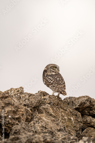 Little owl (Athene noctua) photographed in Spain