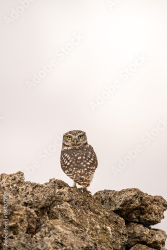Little owl (Athene noctua) photographed in Spain