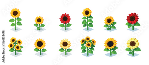 Variety of colorful sunflowers on white background