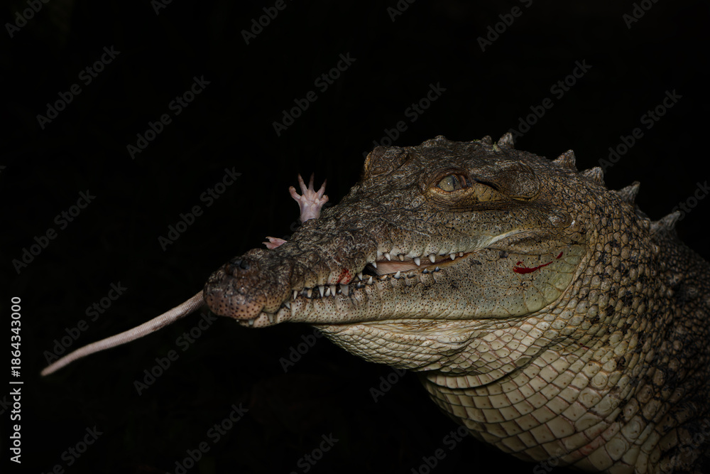 Fototapeta premium Crocodile hunting prey close up on dark background