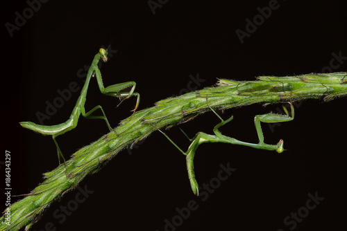 Wallpaper Mural Green praying mantis perched on plant stem on dark background Torontodigital.ca