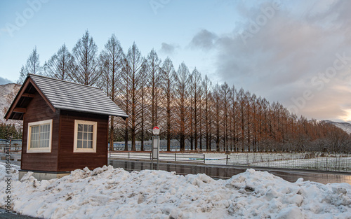 マキノ高原 メタセコイア並木