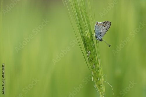 una farfalla licenide al tramonto