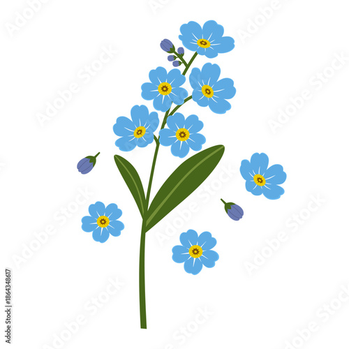 Blue forget me not flower illustration in minimal flat botanical style for floral decoration, greeting card, stationery, scrapbook elements, pattern design, and spring themed creative projects.