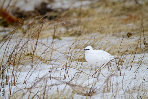 00841-00106 Rock Ptarmigan (Lagopus mutus) Churchill Wildlife Management Area, Churchill, MB Canada
