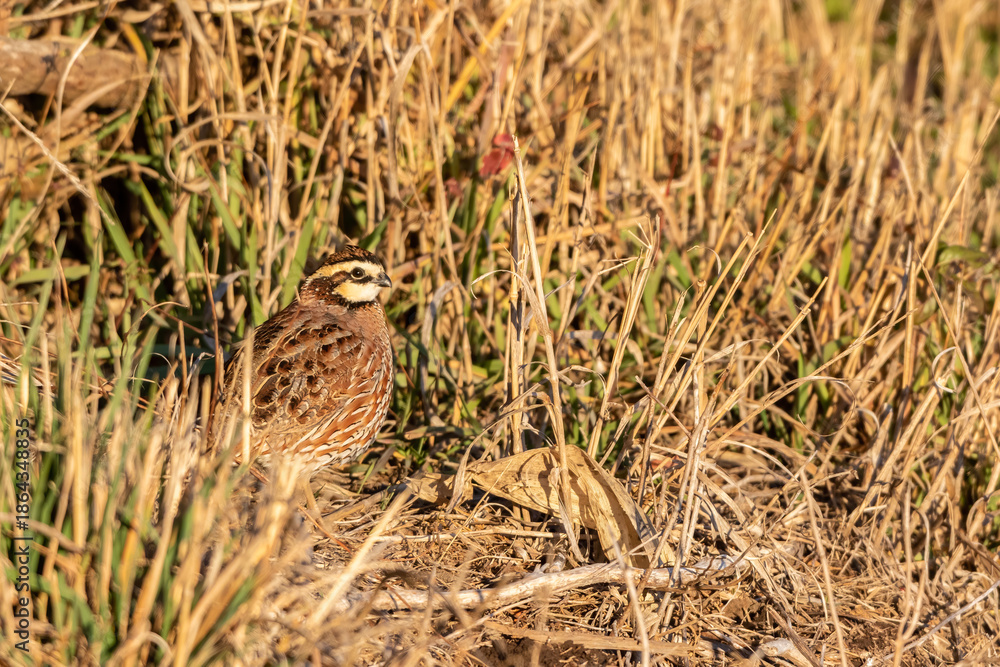 Obraz premium 00849-01712 Northern Bobwhite (Colinus virginianus) male Marion Co. IL
