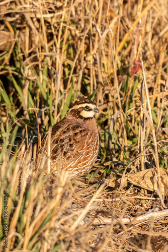 00849-01714 Northern Bobwhite (Colinus virginianus) male Marion Co. IL
