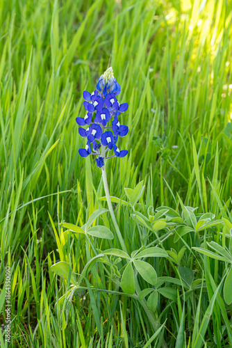 Texas bluebonnet flower bloom in grass field