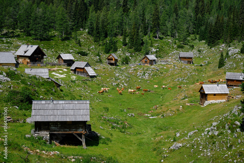 Cow herd on a scenic ranch in Julian Alps on Triglav mountain, Slovenia