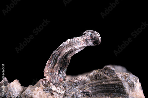 Native silver wire crystals. Specimen from Mexico. Micro photography extreme close-up. microscope mineral crystal photography