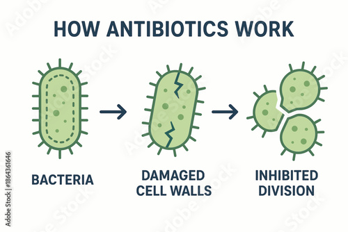 of antibiotics impact on bacteria: cell wall damage and division inhibition