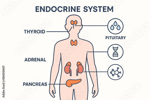 Diagram of human endocrine system highlighting thyroid, pituitary, adrenal, and pancreas