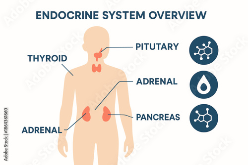 Human endocrine system diagram highlighting thyroid adrenal pancreas pituitary