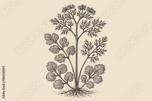 Vintage botanical of coriander plant with detailed leaves and roots