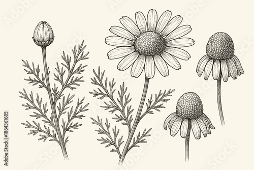 Vintage botanical of chamomile flowers with detailed line art