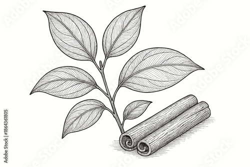 Detailed botanical drawing of cinnamon sticks and leaves