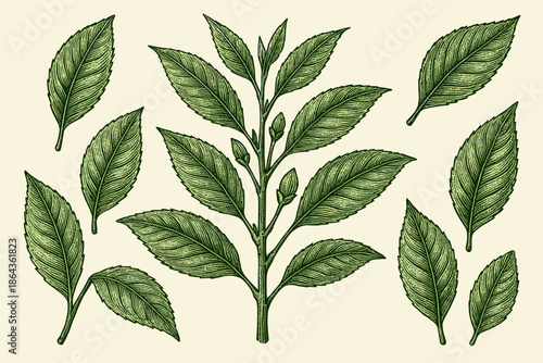 Vintage botanical of green tea plant leaves