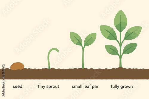 Growth stages of a plant: seed to fully grown