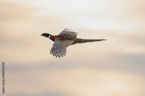 Obraz na plátně Ring Necked pheasant in flight