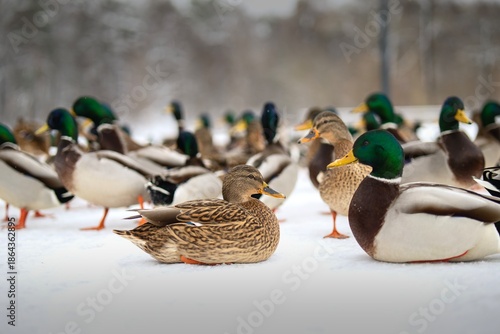 Flock of ducks and drakes on snow near a river and sidewalk, begging for food in winter. Urban wildlife scene