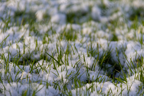 Canvas-taulu Des brins d’herbe sous la neige