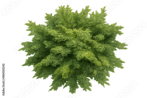 Green tree foliage from above on transparent background, ideal for architectural renders, garden plans, and ecological design