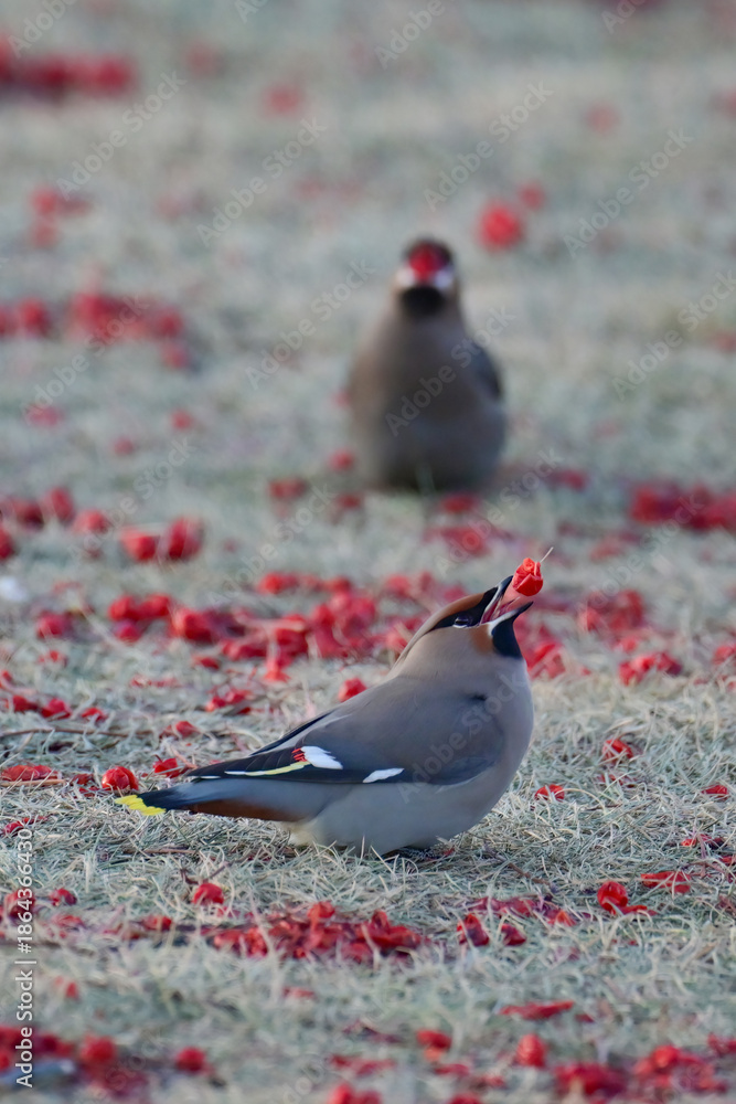 Fotografie Bohemian Waxwings (Bombycilla garrulus) feasting on bright red mountain ash berries