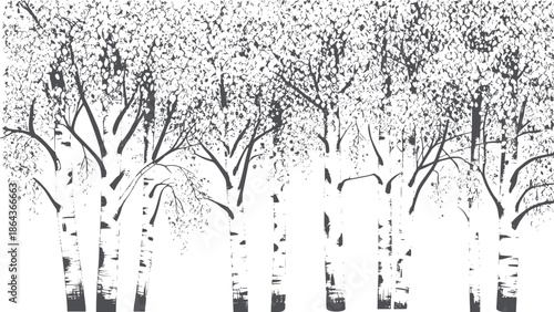 Dense birch tree forest in monochrome line style with intricate branches trees