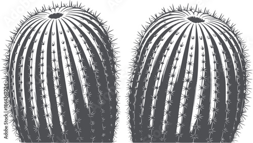 Two symmetrical barrel cacti black and line