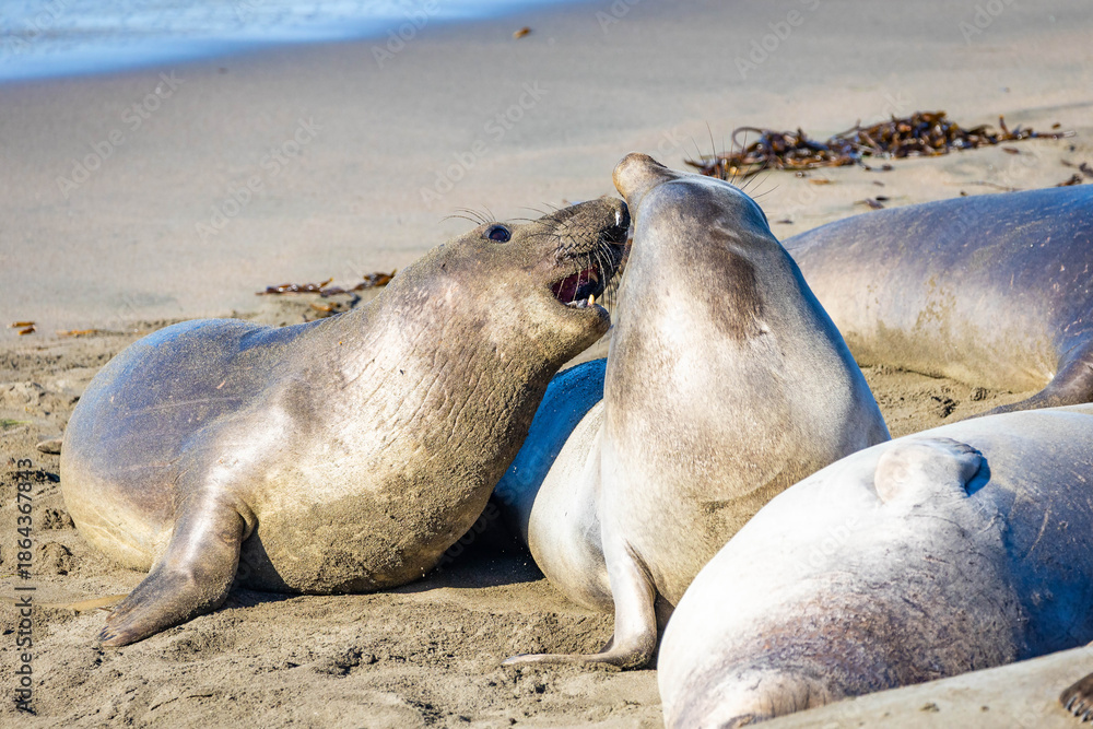 Obraz premium Pair of Elephant Seals Cuddling on California Shore