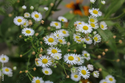 Wallpaper Mural Delicate White Erigeron Annuus Flowers in Summer Garden Torontodigital.ca