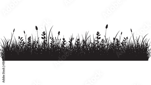 Silhouette of grass and wildflowers on a white background