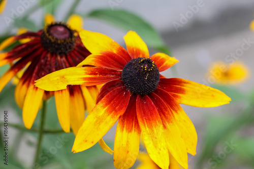 Wallpaper Mural Macro of Bicolor Rudbeckia Flower with Red and Yellow Petals Torontodigital.ca