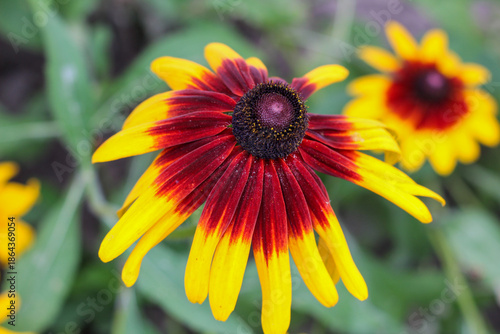 Wallpaper Mural Detailed View of Red and Yellow Rudbeckia Flower in Bloom Torontodigital.ca
