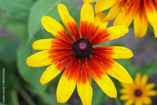 Wallpaper Mural Top View Macro of Symmetrical Bicolor Rudbeckia Flower Torontodigital.ca
