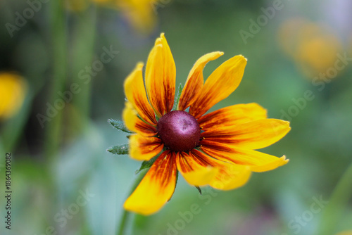 Wallpaper Mural Bright Yellow Rudbeckia Flower in Sharp Focus with Green Bokeh Torontodigital.ca