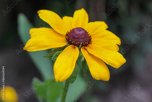 Wallpaper Mural Bright Yellow Rudbeckia Flower Macro - Black-eyed Susan Torontodigital.ca