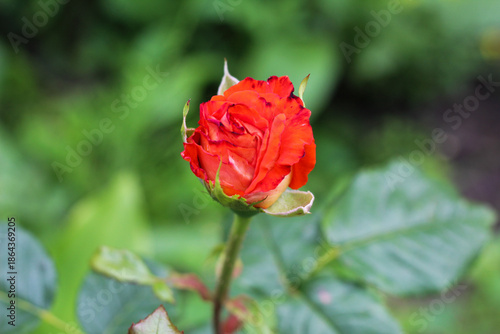 Wallpaper Mural Beautiful Red Rose Bud Opening in a Summer Garden Torontodigital.ca