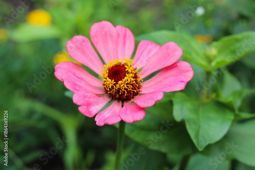 Wallpaper Mural Beautiful Pink Zinnia Flower in Summer Garden Torontodigital.ca