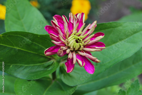 Wallpaper Mural Macro of a Magenta Zinnia Flower Bud Opening Torontodigital.ca
