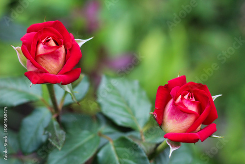 Wallpaper Mural Extreme Macro of Two Bicolor Red and Yellow Rose Buds Torontodigital.ca