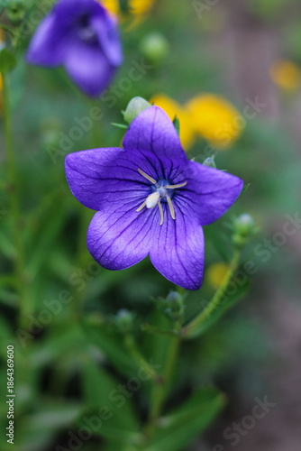 Wallpaper Mural Beautiful Purple Platycodon Balloon Flower in Full Bloom Torontodigital.ca