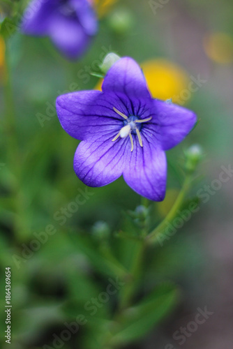 Wallpaper Mural Purple Platycodon Flower - Beautiful Balloon Flower in Bloom Torontodigital.ca