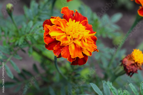 Wallpaper Mural Vibrant Orange and Red Marigold Flower in Summer Garden Torontodigital.ca