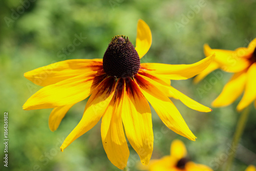 Wallpaper Mural Macro of Yellow Rudbeckia Flower with Dark Central Cone Torontodigital.ca