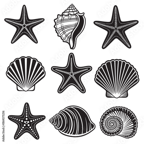 Collection of sea star and seashell vector illustrations isolated