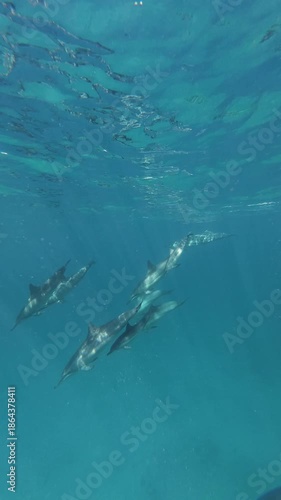 Wallpaper Mural Beginning as an over-under shot, the camera follows a baby Hawaiian Spinner Dolphin staying close to mamma among the pod Torontodigital.ca