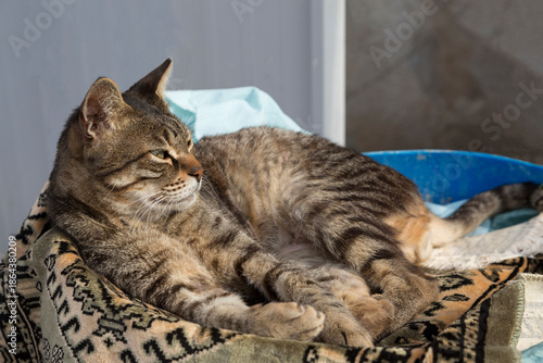 A cat that lives on the street