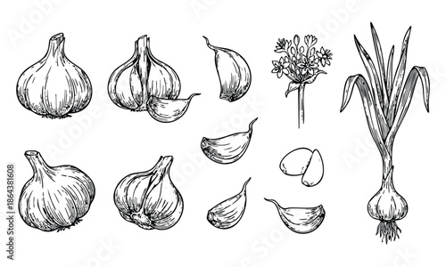 Garlic Cloves and Bulbs in Hand-Drawn Illustration Style with Monochrome Lighting on White Background for Culinary Use